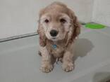2 Cocker Spaniel - photo 1