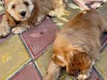 2 Cocker Spaniel - photo 2