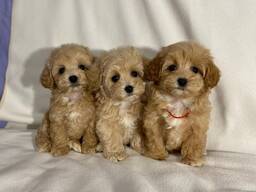 Adorable Maltipoo Babies