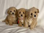 Adorable Maltipoo Babies - photo 1