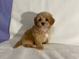 Adorable Maltipoo Babies - photo 2