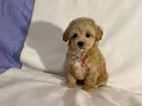 Adorable Maltipoo Babies - photo 3