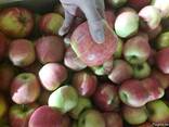Apples fresh - фото 5
