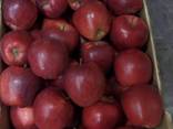 Apples Macedonia - фото 1