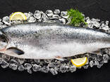 Atlantic Whole Salmon Fish - фото 1