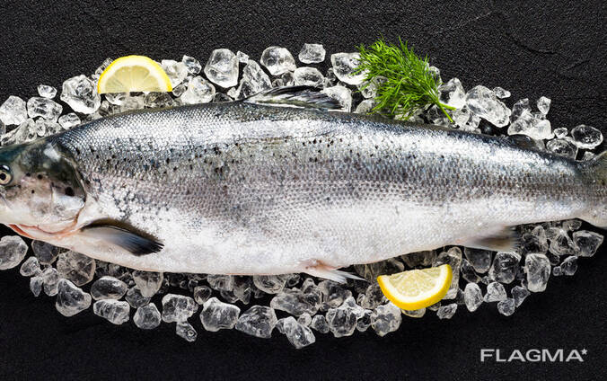 Atlantic Whole Salmon Fish