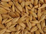 Barley for sale 2026 crop - фото 1
