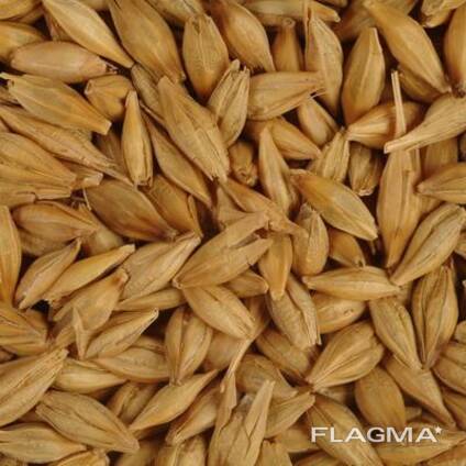Barley for sale 2026 crop