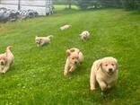 Bent u op zoek naar een Golden Retriever? Zoek niet verder! We hebben prachtige Golden Ret - фото 3