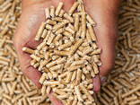 Plus-A1 Pine Wood Pellets / wood pellet size 6mm 8mm - Export worldwide - фото 1