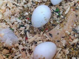 Bevruchte vogeleieren beschikbaar - photo 2