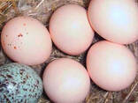 Bevruchte vogeleieren beschikbaar - photo 3