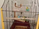 Birds with cage - photo 1