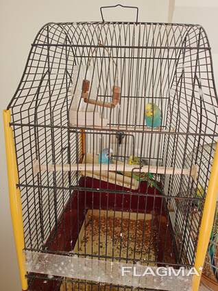 Birds with cage