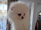 Chiots Poméraniens - photo 2