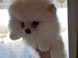 Chiots Poméraniens - photo 3