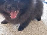 Chiots Poméraniens - photo 10