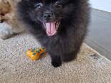 Chiots Poméraniens - photo 11