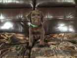 Chocoladebruine labrador-retrieverpuppy's - фото 3