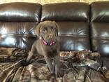 Chocoladebruine labrador-retrieverpuppy's - photo 6