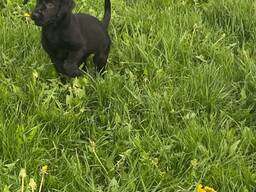 Deze raszuivere Labrador Retriever-puppy's zijn speels, gezond en klaar om een warm en lie
