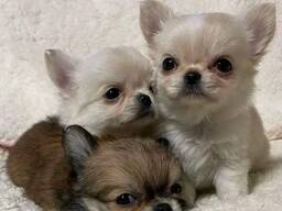 Elite Chihuahua-puppy'