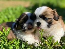 Elite Shih Tzu-puppy's