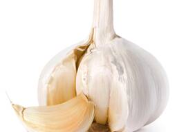 Fresh garlic