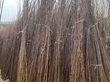 Fruit trees saplings - photo 6