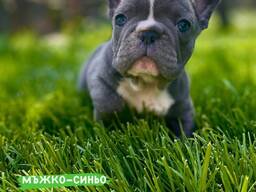 Hello, french bulldog puppies for sale.