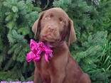 Hochrassige Labrador Retriever -Welpen, Zwinger - фото 3