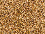 I will sell hard, glassy wheat on FOB Gdansk - фото 1