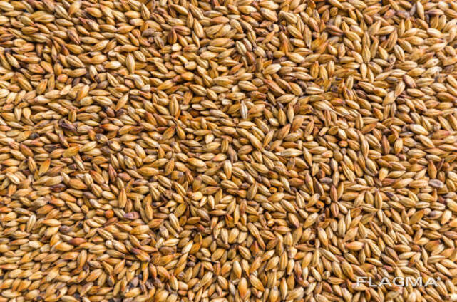 I will sell hard, glassy wheat on FOB Gdansk