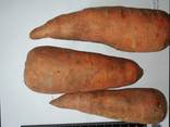 Je vais vendre des carottes en gros Kazakhstan - photo 1