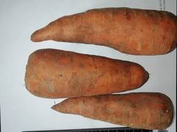 Je vais vendre des carottes en gros Kazakhstan