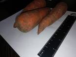Je vais vendre des carottes en gros Kazakhstan - photo 2