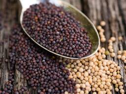 Je vendrai de la moutarde blanche, jaune, noire.