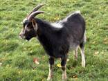 Jeune bouc De 6 mois - фото 1