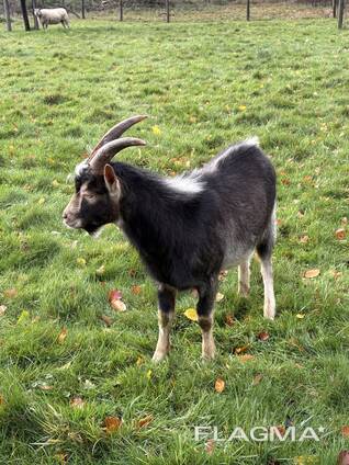 Jeune bouc De 6 mois