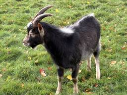 Jeune bouc De 6 mois