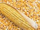 Кукуруза фуражная 2020 - фото 1