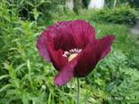 Маки декоративные (семена) - фото 7