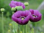 Маки декоративные (семена) - фото 14