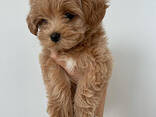 Maltipoo-puppy's beschikbaar: reuen en teven. - photo 1