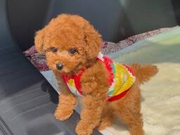 Щенки той-пуделя на продажу