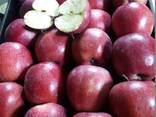 Polish apples (wide range of varieties) - photo 3