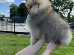 Pomeranian