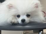 Pomeranian spitz female - photo 2