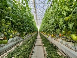 Помидор "Pink Parvati – Премиум-класс" из Туркменистана