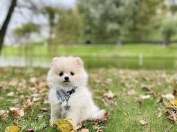 Pommerse spits Померанский шпиц